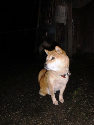 村岡米日本一にした犬