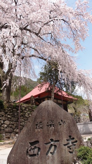 西方寺の枝垂桜